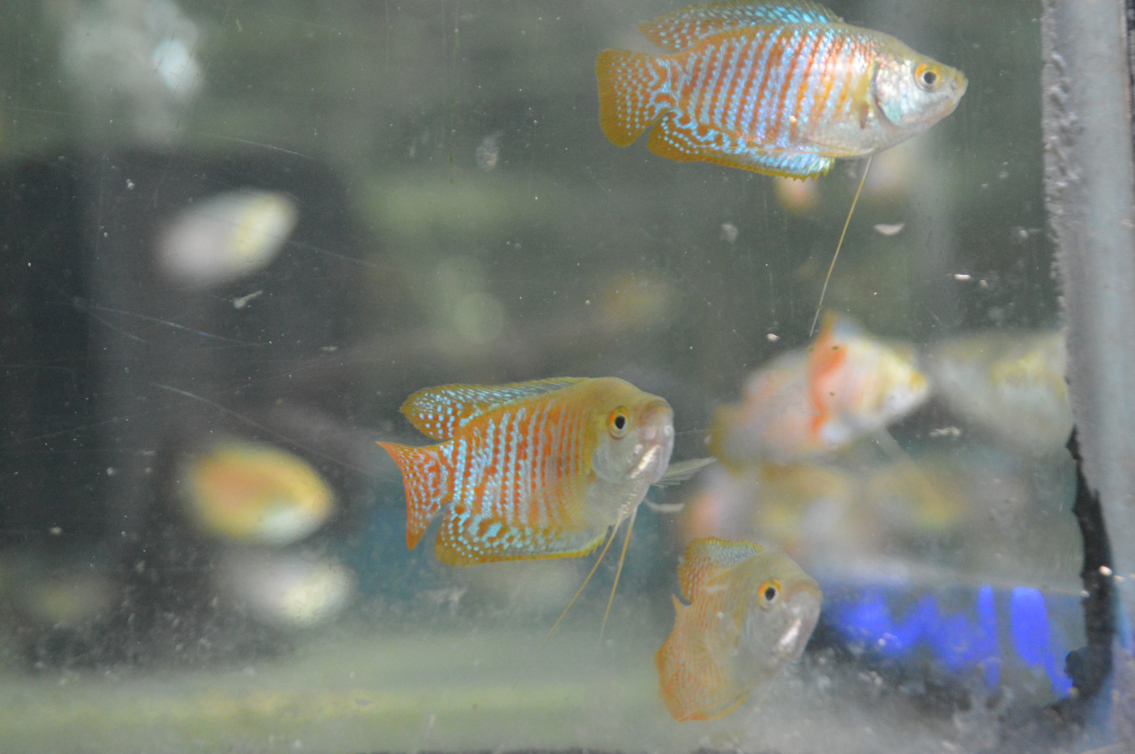 Red Dwarf Gourami