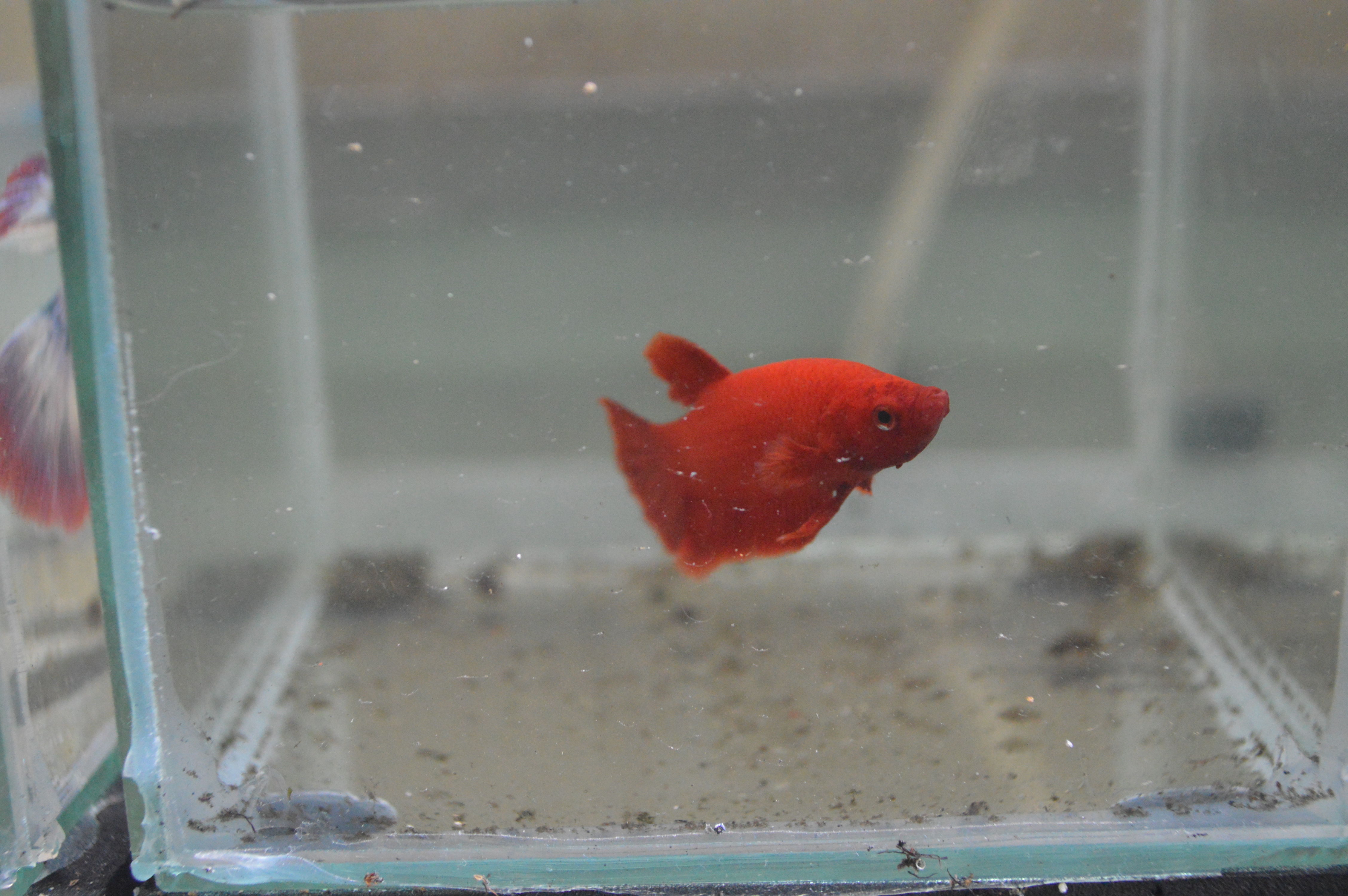 Super Red Betta