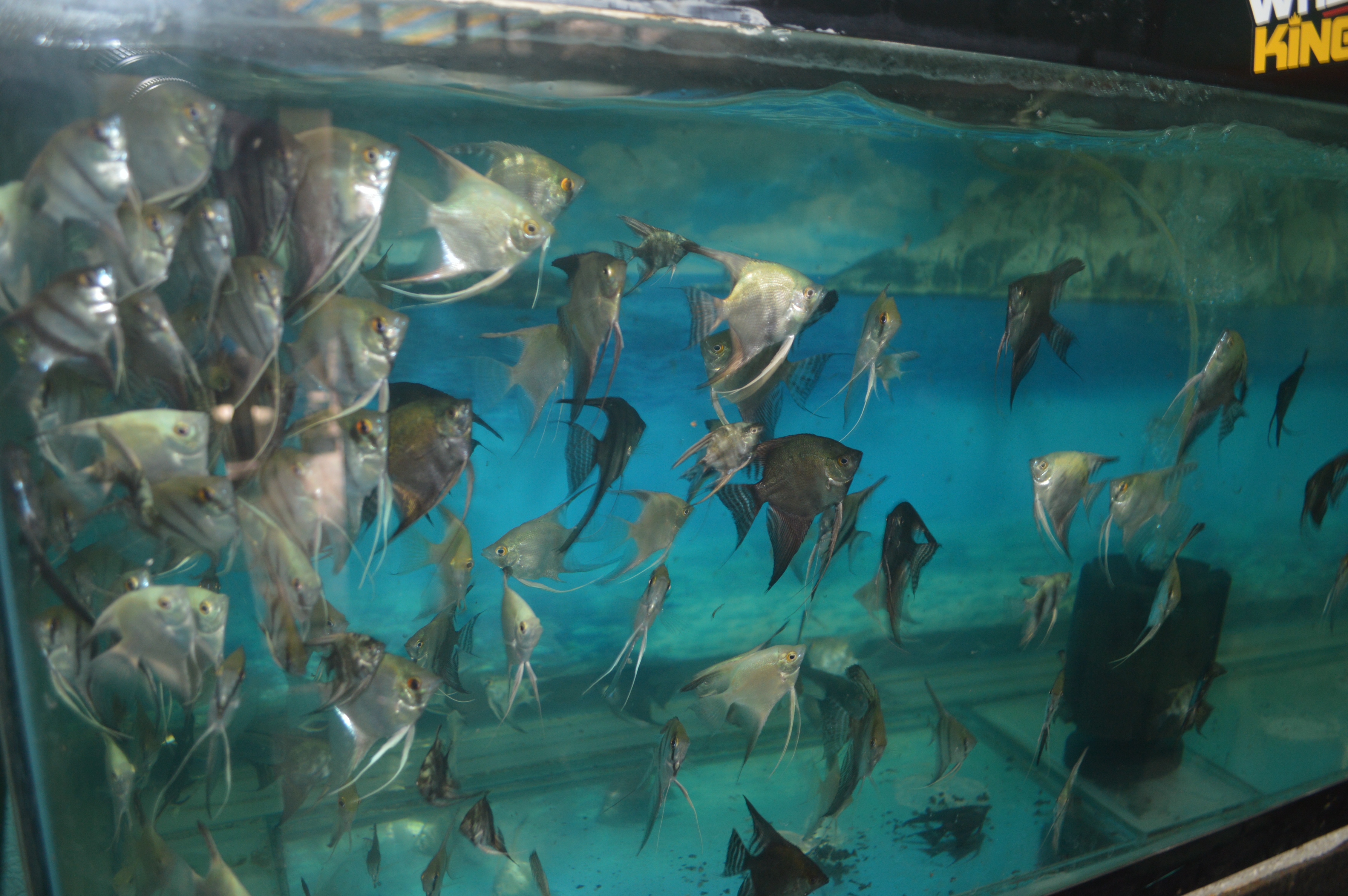 Assorted angelfish