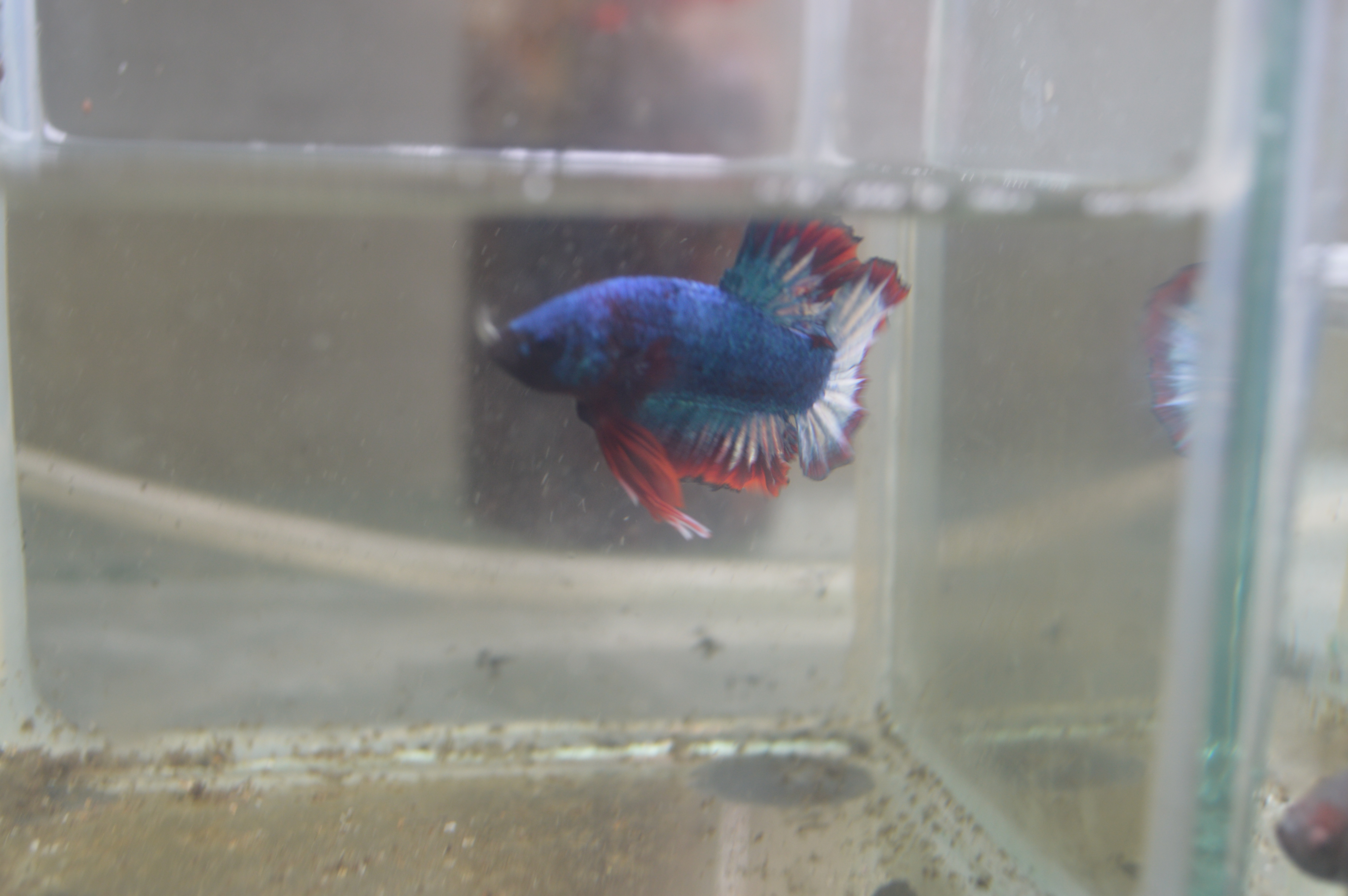AOC Blue Betta HMPK