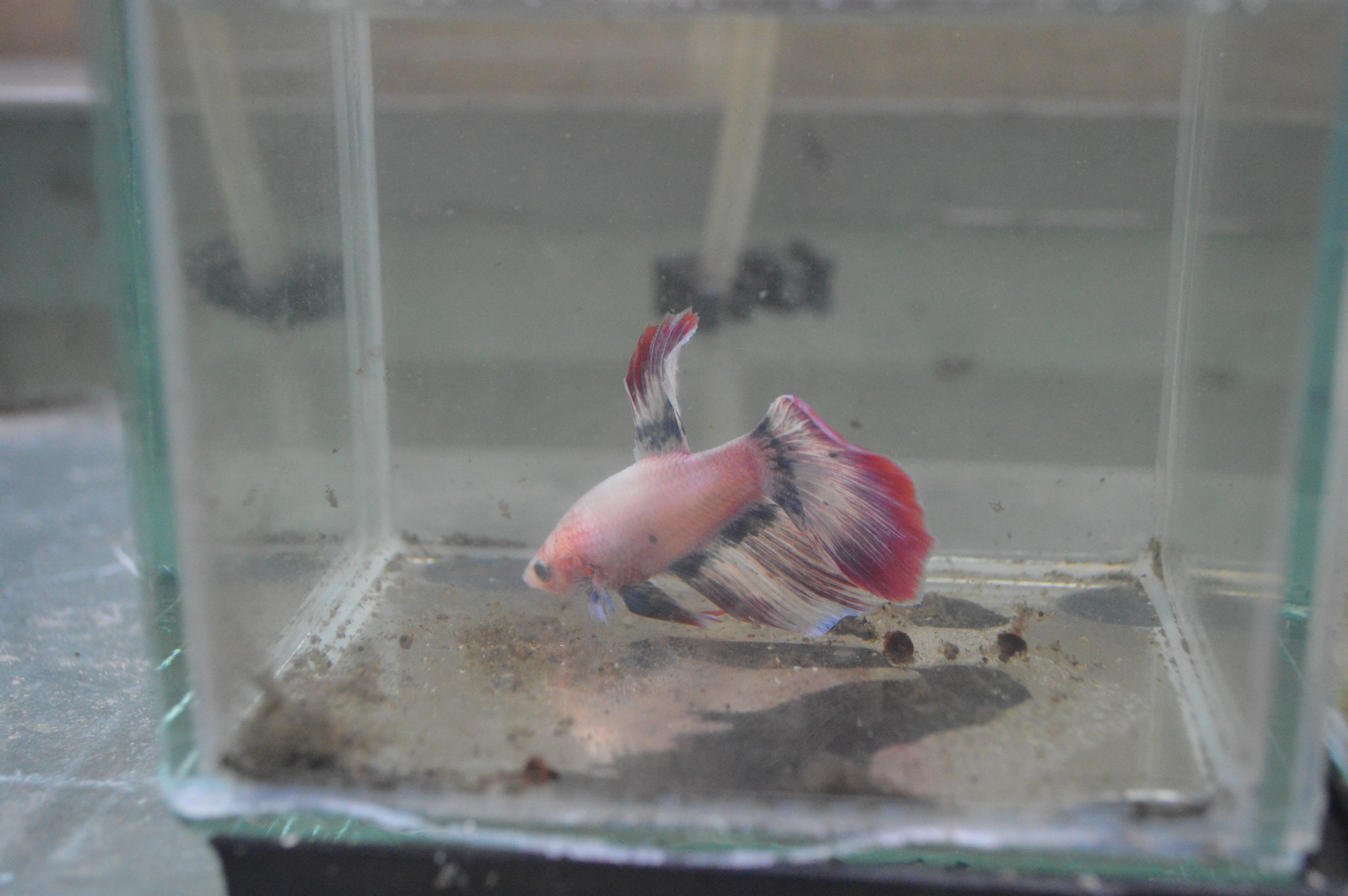 Assorted Halfmoon Bettas thumbnail 4